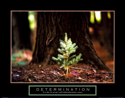 Determination: It is the size of oneâ€™s will which determines success ...